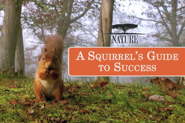 A picture of a squirrel standing in a forest.